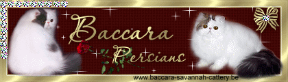 baccara