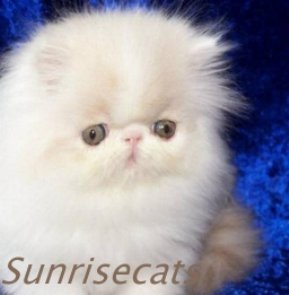sunrisecat